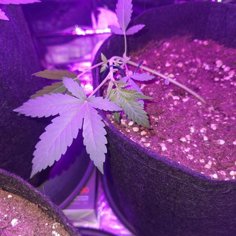 Skunk #1 growlog timeline photo