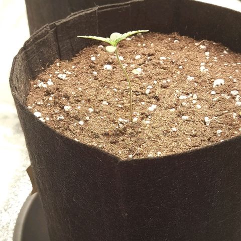 Purple Skunk 2.0 growlog timeline photo