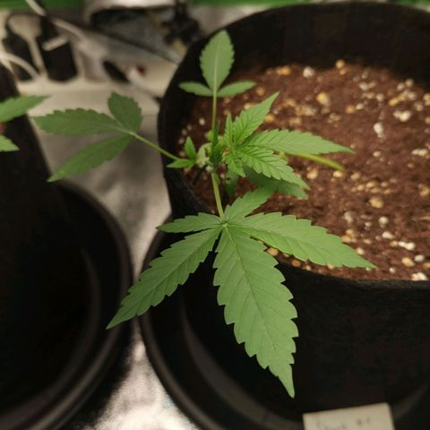 Skunk #1 growlog timeline photo