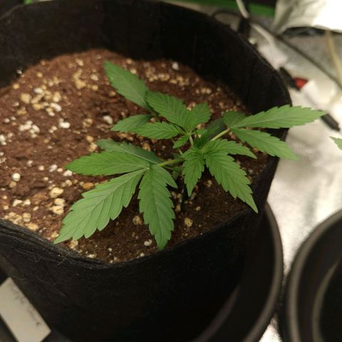 Purple Skunk growlog timeline photo