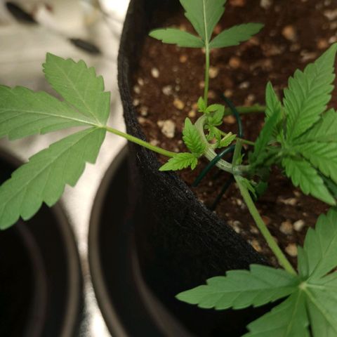 Skunk #1 growlog timeline photo