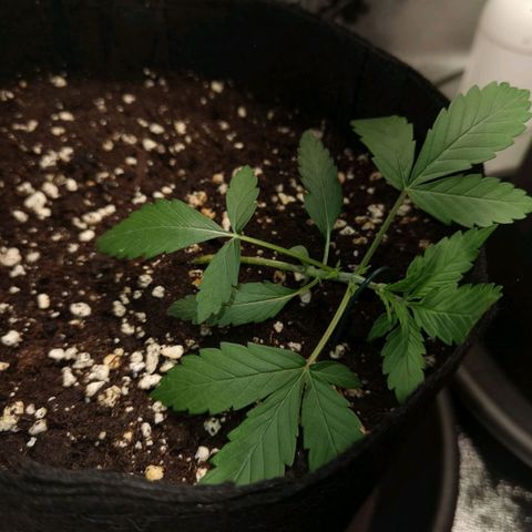 Purple Skunk growlog timeline photo