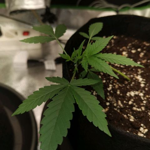 Skunk #1 growlog timeline photo