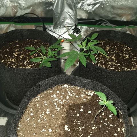 Purple Skunk growlog timeline photo