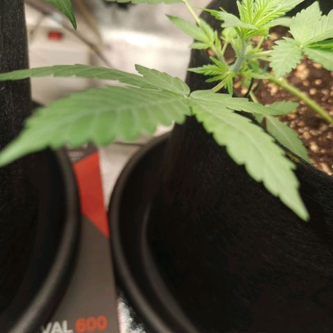 Skunk #1 growlog timeline photo