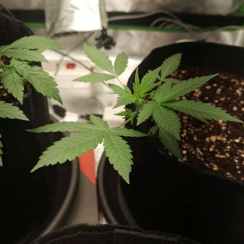 Skunk #1 growlog timeline photo