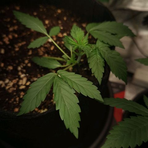 Purple Skunk growlog timeline photo