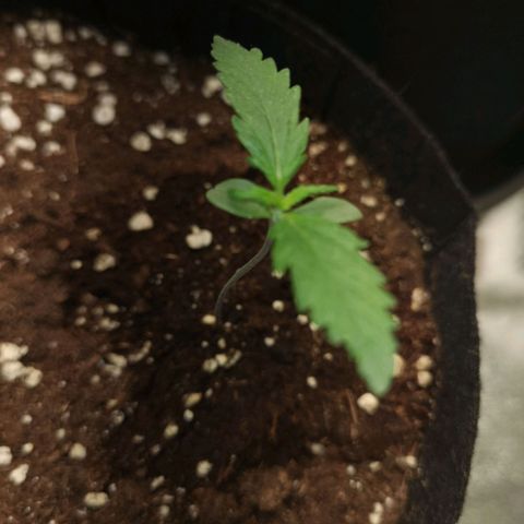 Purple Skunk 2.0 growlog timeline photo
