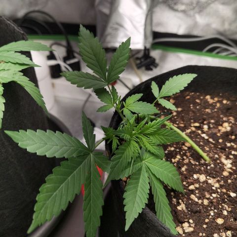Skunk #1 growlog timeline photo