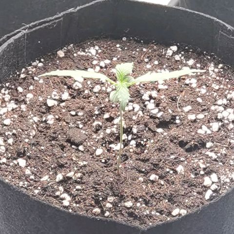 Purple Skunk 2.0 growlog timeline photo