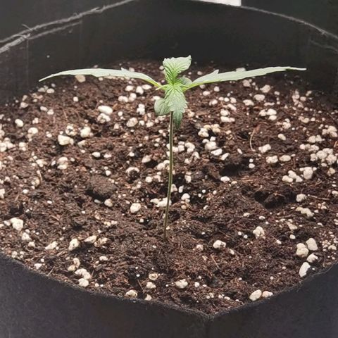 Purple Skunk 2.0 growlog timeline photo