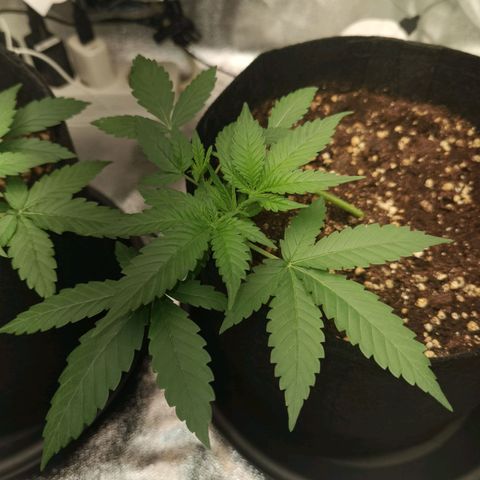 Skunk #1 growlog timeline photo
