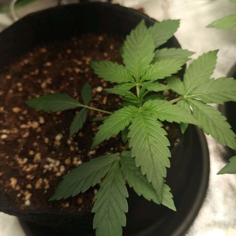 Purple Skunk growlog timeline photo