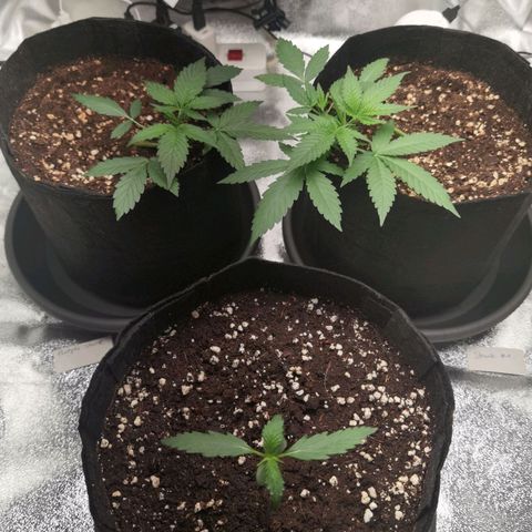 Skunk #1 growlog timeline photo