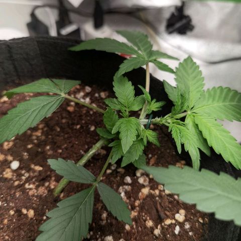Purple Skunk growlog timeline photo
