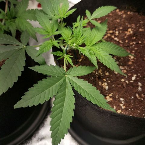 Skunk #1 growlog timeline photo