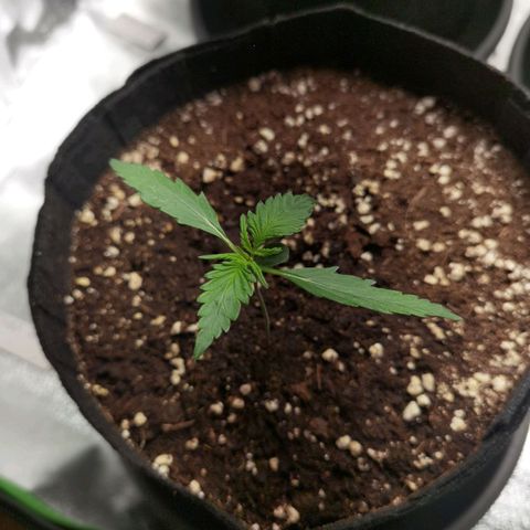 Purple Skunk 2.0 growlog timeline photo
