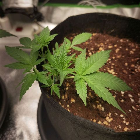 Skunk #1 growlog timeline photo
