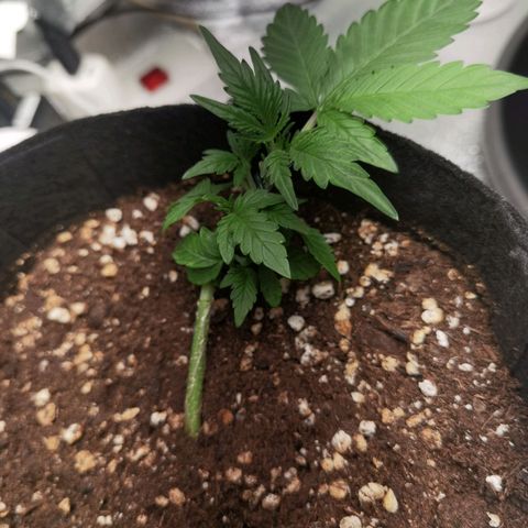 Purple Skunk growlog timeline photo