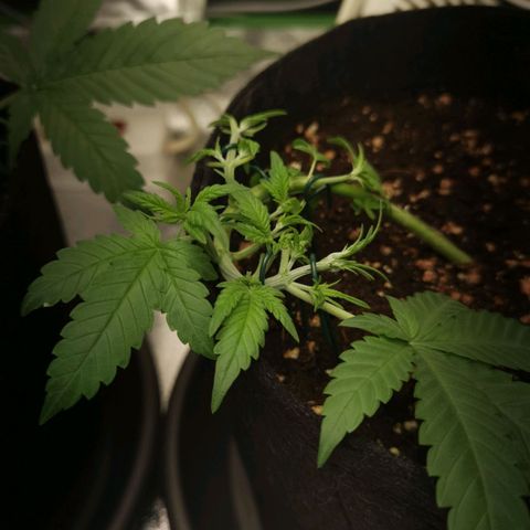 Skunk #1 growlog timeline photo