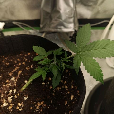 Purple Skunk growlog timeline photo