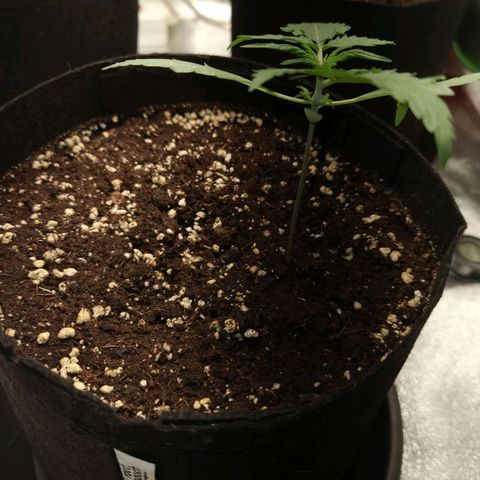 Purple Skunk 2.0 growlog timeline photo