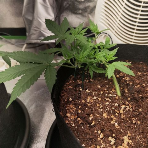 Skunk #1 growlog timeline photo
