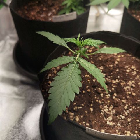 Purple Skunk 2.0 growlog timeline photo