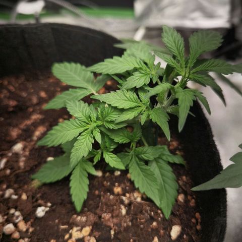 Purple Skunk growlog timeline photo