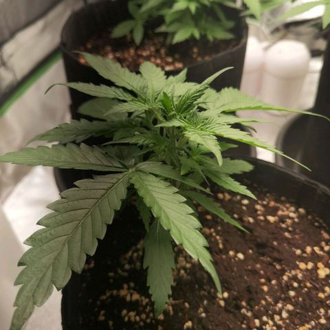 Purple Skunk 2.0 growlog timeline photo