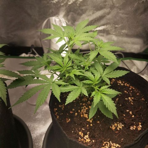 Skunk #1 growlog timeline photo