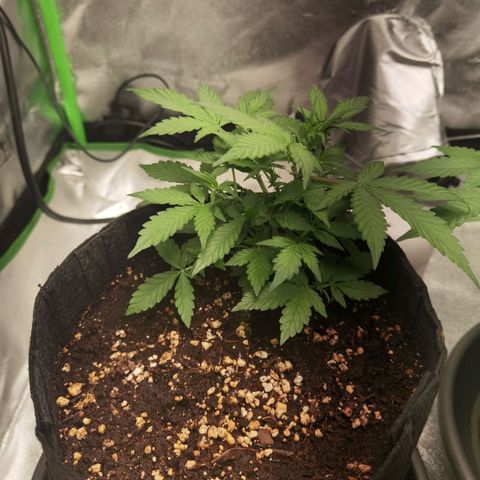Purple Skunk growlog timeline photo