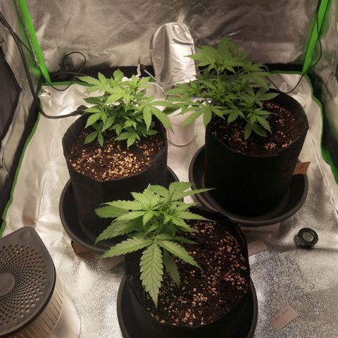 Skunk #1 growlog timeline photo