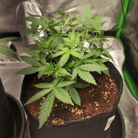 Skunk #1 growlog timeline photo