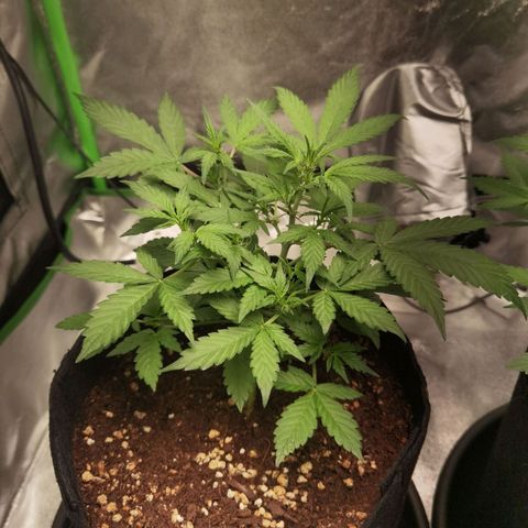 Purple Skunk growlog timeline photo