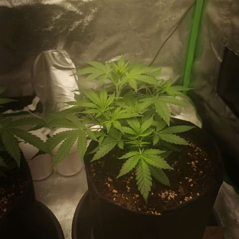 Skunk #1 growlog timeline photo