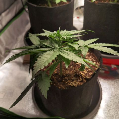Purple Skunk 2.0 growlog timeline photo