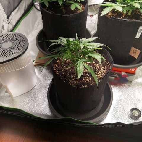 Purple Skunk 2.0 growlog timeline photo