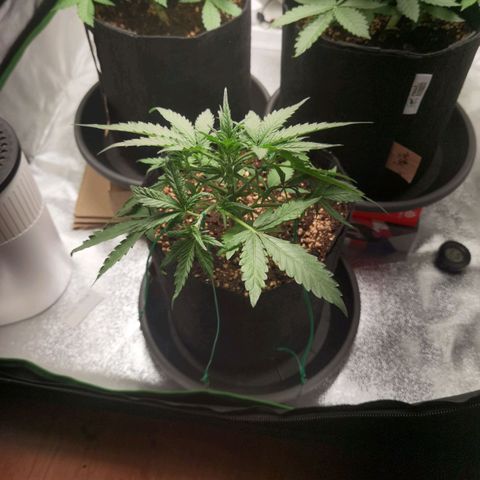 Purple Skunk 2.0 growlog timeline photo
