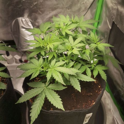 Skunk #1 growlog timeline photo