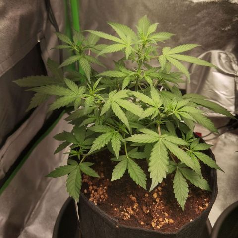 Purple Skunk growlog timeline photo