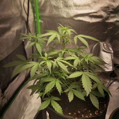 Purple Skunk growlog timeline photo