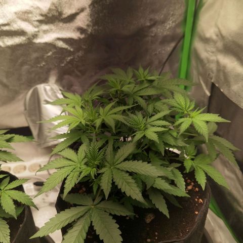 Skunk #1 growlog timeline photo