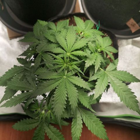 Purple Skunk 2.0 growlog timeline photo