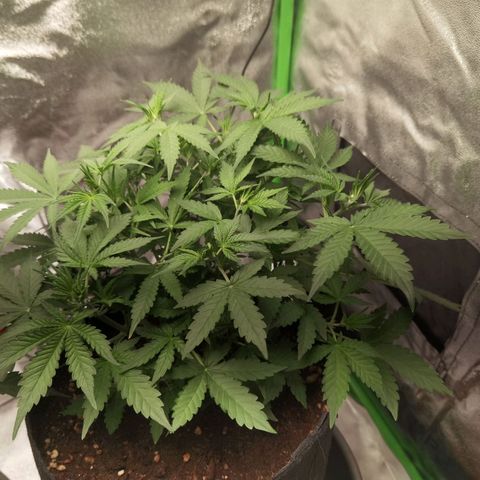 Skunk #1 growlog timeline photo