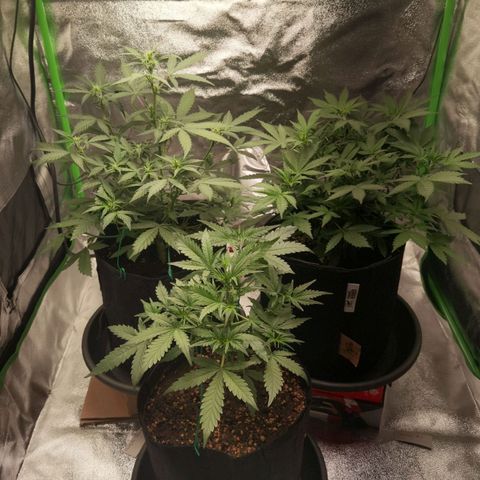 Skunk #1 growlog timeline photo