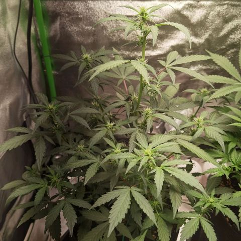 Purple Skunk growlog timeline photo