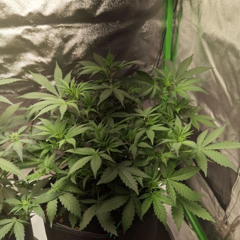Skunk #1 growlog timeline photo