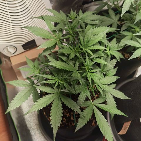 Purple Skunk 2.0 growlog timeline photo