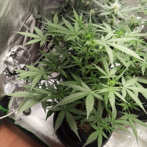 Purple Skunk 2.0 growlog timeline photo